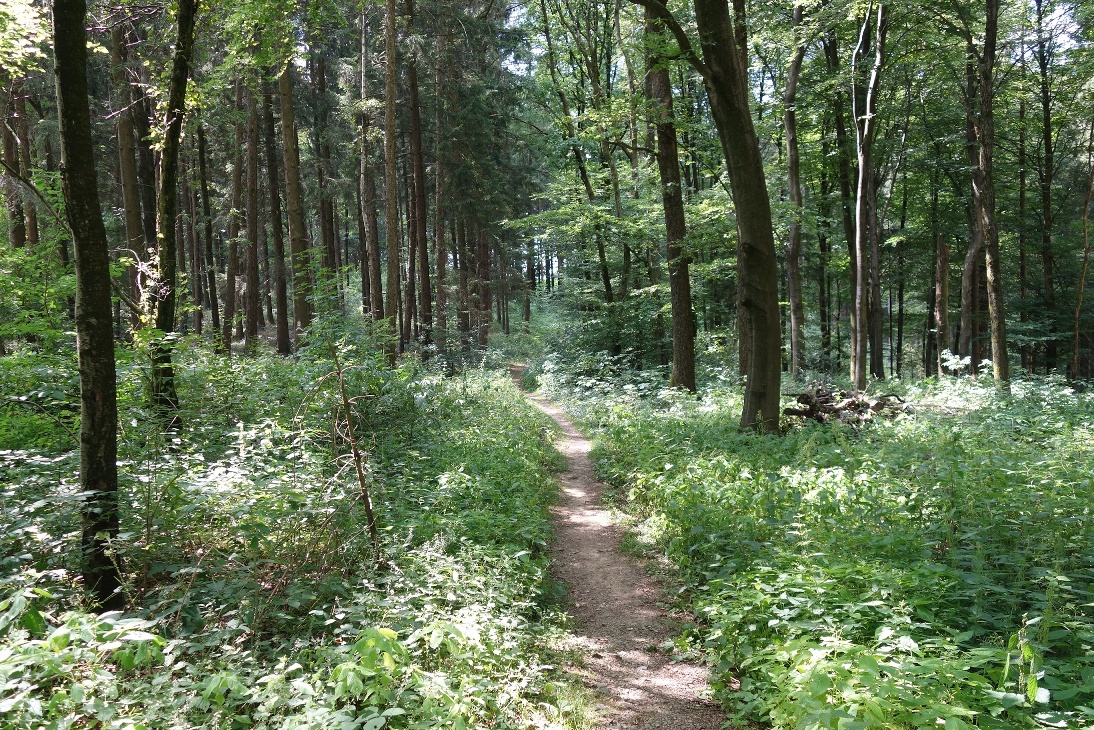 Der Pfad führt uns in Richtung "Dschungel"