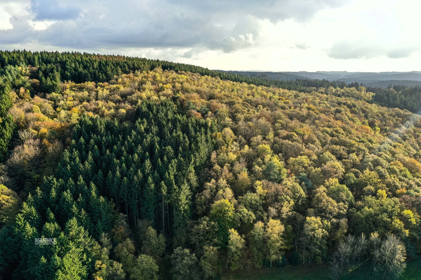 Der Sauerländer Wald ist Thema dieses Wanderweges